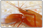 Red-legged Pistol Shrimp